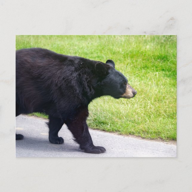 Black bear postcard (Front)