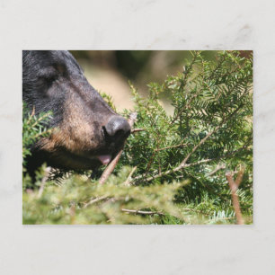 black bear postcard