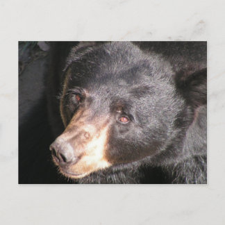 Black Bear Postcard