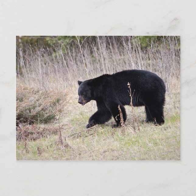 Black Bear Postcard (Front)