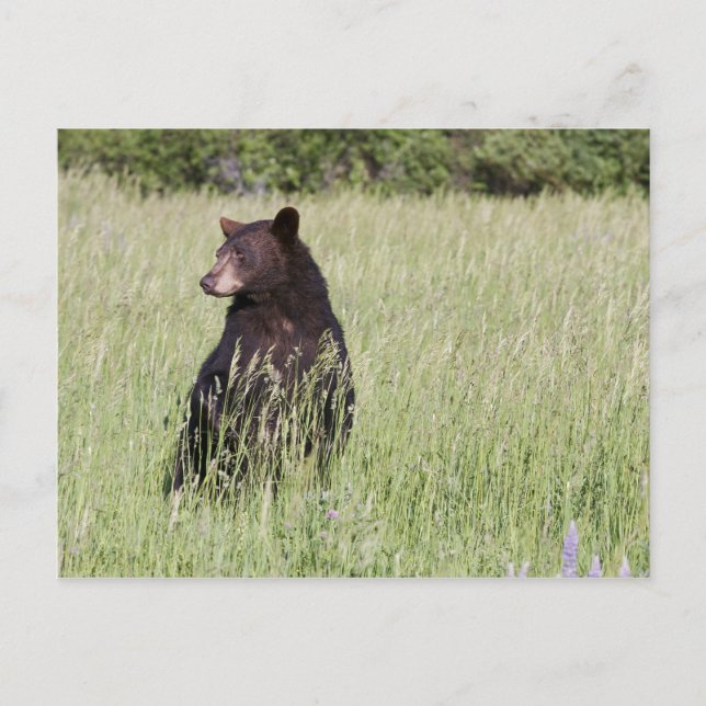 Black Bear Postcard (Front)