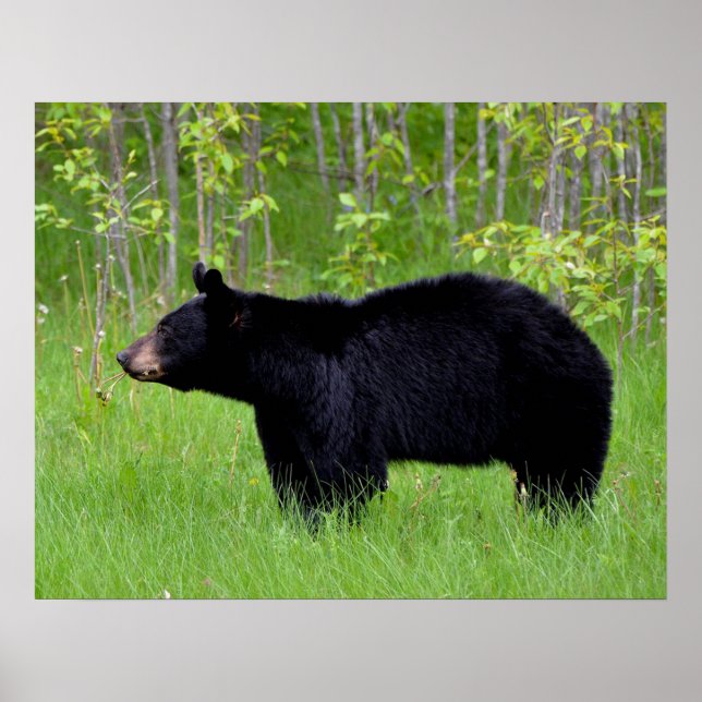 Black Bear Poster (Front)