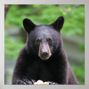 black bear poster