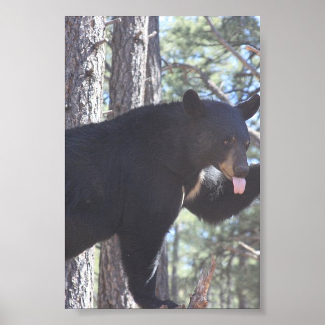 Black Bear  Poster (Front)