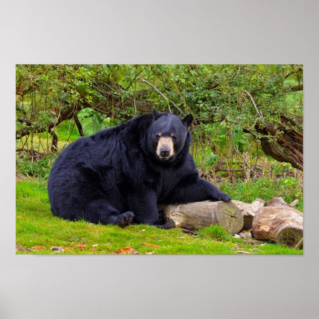 Black Bear Poster (Front)