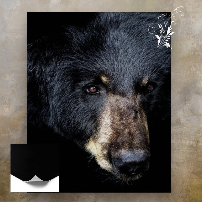 Black Bear Profile Poster (Creator Uploaded)