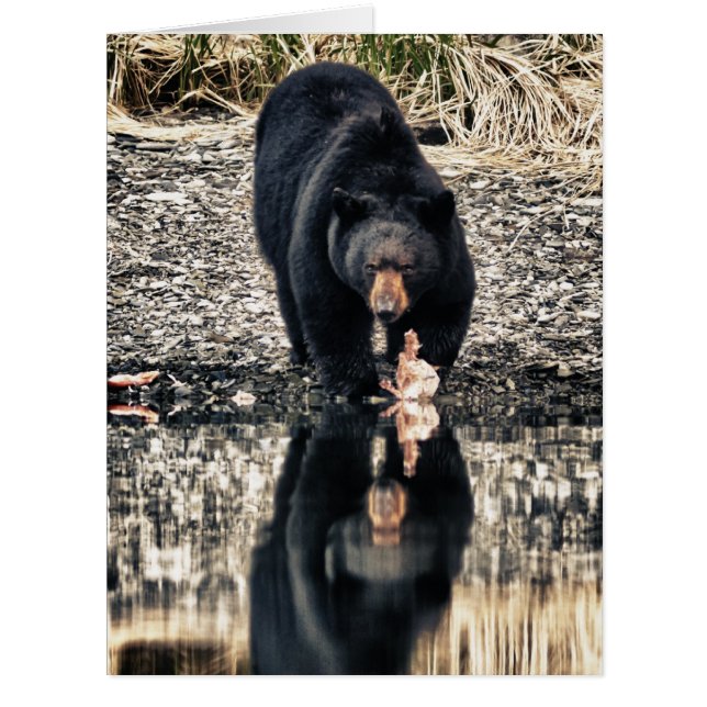 Black Bear Reflections (Front)