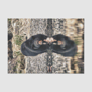 Black Bear Reflections Tissue Paper