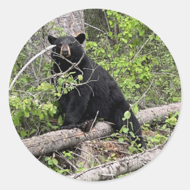 Black Bear Round Sticker (Front)