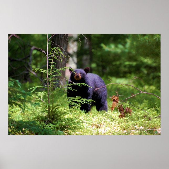 Black Bear 'Scenting" Poster (Front)