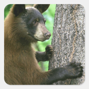 Black Bear Square Sticker