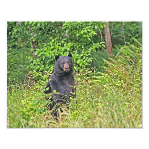Black Bear Standing Up Photo Print