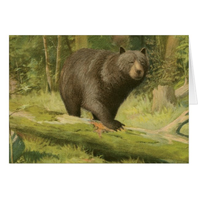 Black Bear Stepping on a Tree Trunk (Front Horizontal)