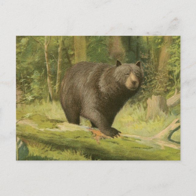 Black Bear Stepping on a Tree Trunk Postcard (Front)