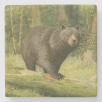 Black Bear Stepping on a Tree Trunk