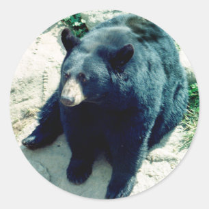 Black Bear Sticker 2