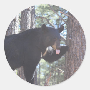Black Bear Stickers