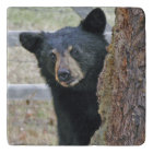 Black Bear Tree Photo