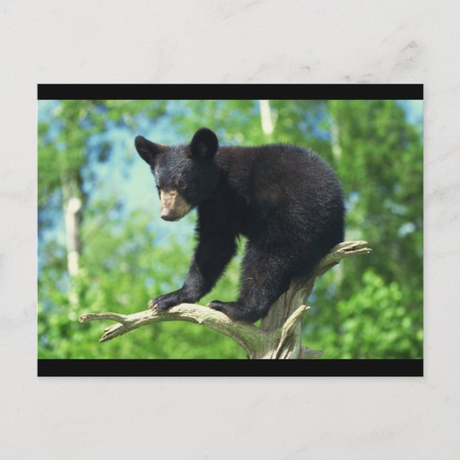 Black Bear Up A Tree Postcard (Front)