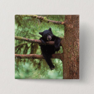 black bear, Ursus americanus, cub in a tree 15 Cm Square Badge