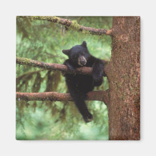 black bear, Ursus americanus, cub in a tree Magnet