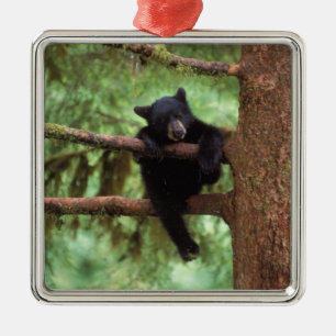 black bear, Ursus americanus, cub in a tree Metal Tree Decoration