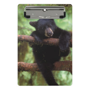 black bear, Ursus americanus, cub in a tree Mini Clipboard