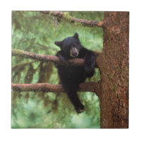 black bear, Ursus americanus, cub in a tree