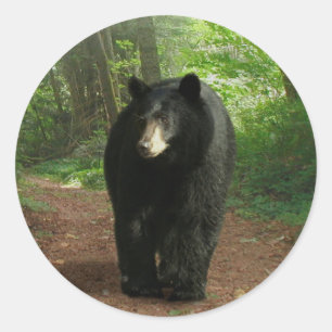 Black Bear Walking Through Forest Stickers