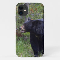 Black Bear Wild Animal Bear-lover