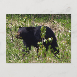 Black Bear Wildlife Postcard