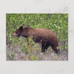 Black Bear Wildlife Wildlife Postcard