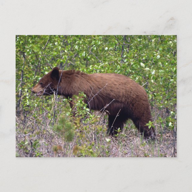 Black Bear Wildlife Wildlife Postcard (Front)