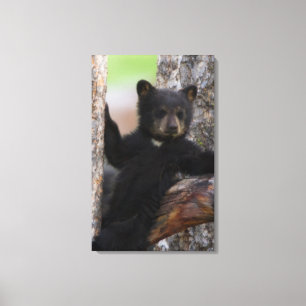 Black Bears Cub Lounging Canvas Print