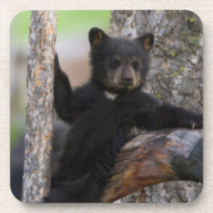 Black Bears Cub Lounging Coaster