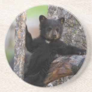Black Bears Cub Lounging Coaster