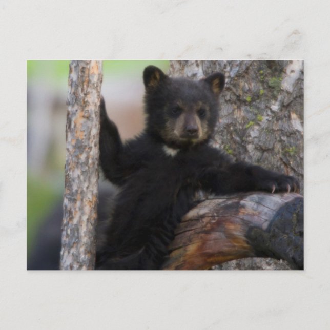 Black Bears Cub Lounging Postcard (Front)