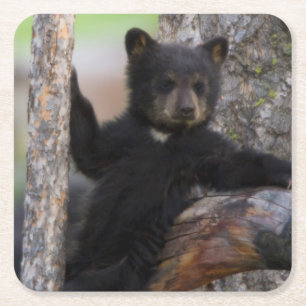 Black Bears Cub Lounging Square Paper Coaster
