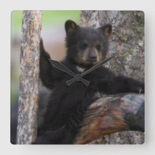 Black Bears Cub Lounging Square Wall Clock