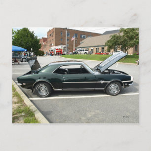 Black Beauty 2 Postcard