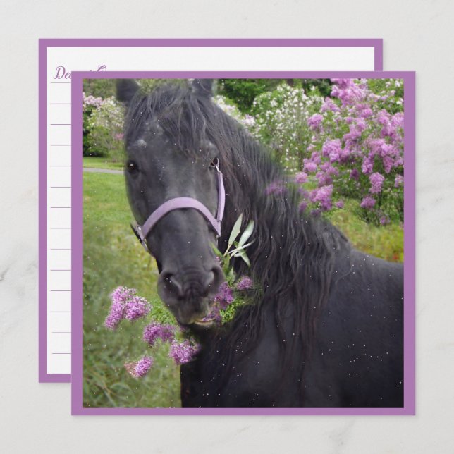Black Beauty Friesian Horse - Greeting Card (Front/Back)
