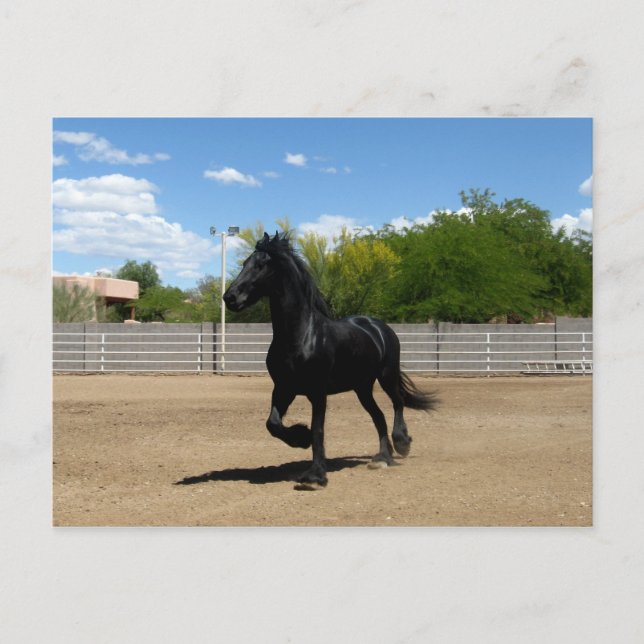 black beauty postcard (Front)