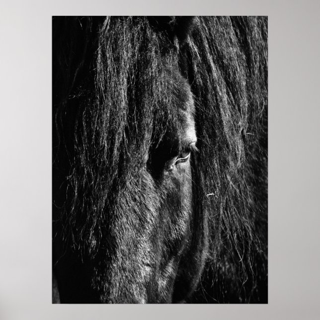 Black Beauty - Poster (Front)