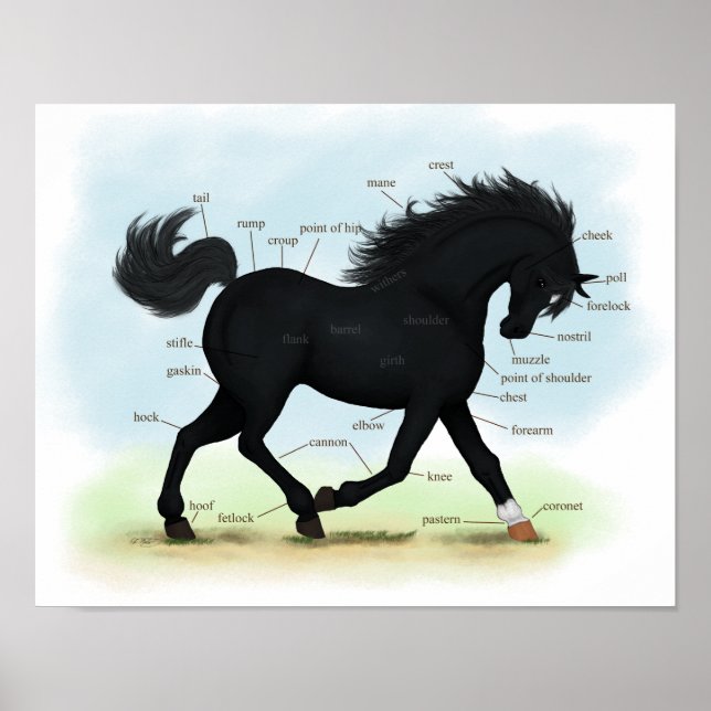 Black Beauty (Star & Sock) Horse Anatomy Poster (Front)