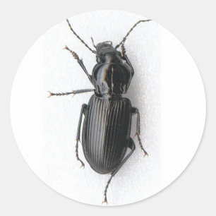 Black Beetle Classic Round Sticker