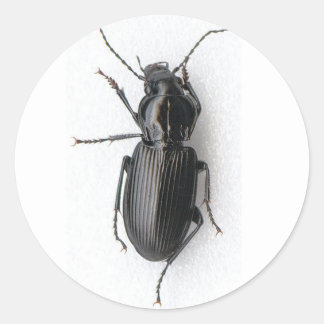 Black Beetle Classic Round Sticker
