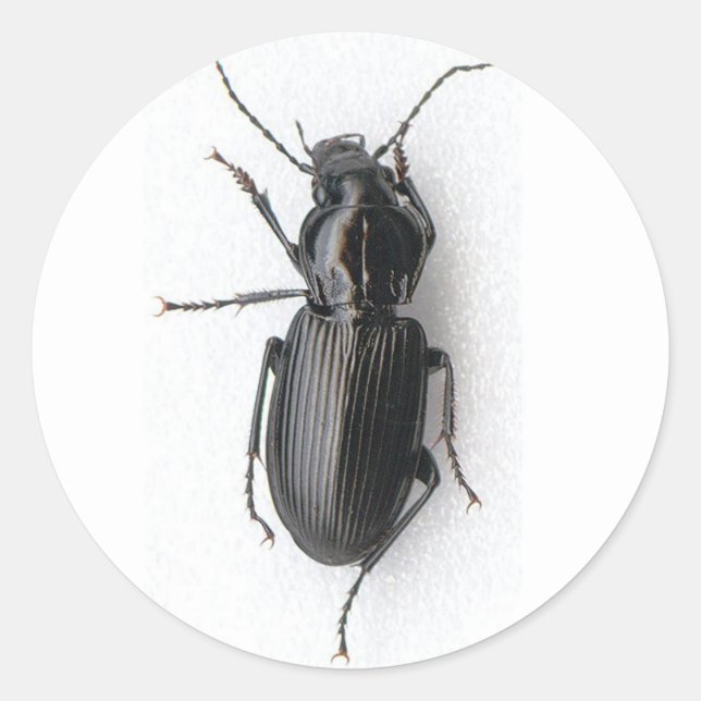 Black Beetle Classic Round Sticker (Front)