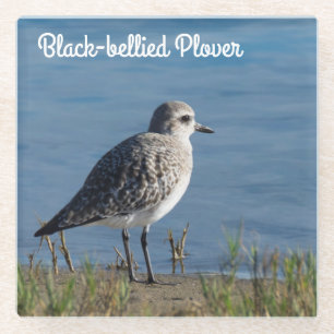 Black-bellied Plover Glass Coaster