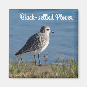 Black-bellied Plover Magnet