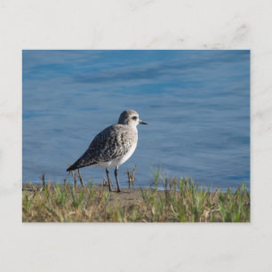 Black-Bellied Plover Postcard